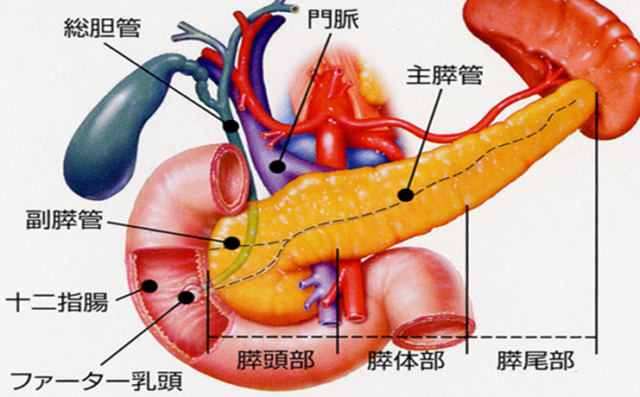 すい臓の解剖