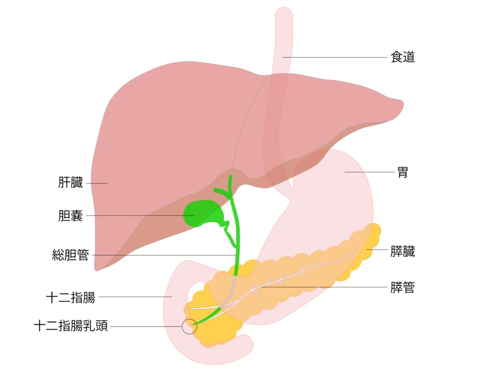 肝臓の解剖